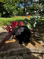 Madam Noir, a female Miniature Dachshund for sale in Clermont, FL – 12 of 13