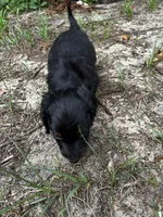 Kodac, a male Miniature Dachshund for sale in Clermont, FL – 2 of 5