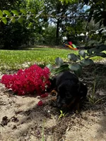 Shelly, a female Miniature Dachshund for sale in Clermont, FL – 3 of 7
