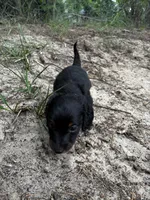 Kodac, a male Miniature Dachshund for sale in Clermont, FL – 1 of 5