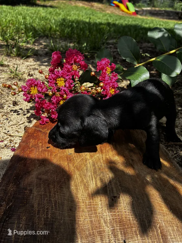 Madam Noir – Miniature Dachshund puppy for sale in Clermont, FL