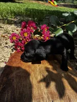 Madam Noir, a female Miniature Dachshund for sale in Clermont, FL – 1 of 13