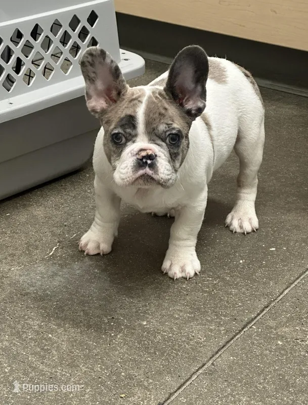 Lilah – French Bulldog puppy for sale in Boston, MA