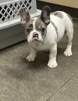 Lilah, a female French Bulldog for sale in Boston, MA – Photo 3 of 3