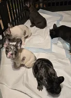 No names yet, a female French Bulldog for sale in Boston, MA – Photo 5 of 6