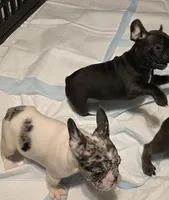 No names yet, a female French Bulldog for sale in Boston, MA – Photo 4 of 6