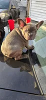 Princess , a female French Bulldog for sale in Boston, MA – Photo 4 of 5