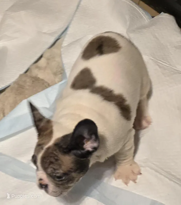No names yet – French Bulldog puppy for sale in Boston, MA