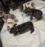 No names yet, a female French Bulldog for sale in Boston, MA – Photo 2 of 6