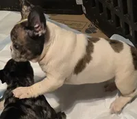 No names yet, a female French Bulldog for sale in Boston, MA – Photo 3 of 6