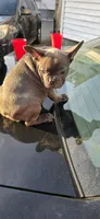 Princess , a female French Bulldog for sale in Boston, MA – Photo 5 of 5