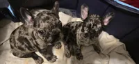 N/a, a male French Bulldog for sale in Boston, MA – Photo 2 of 3