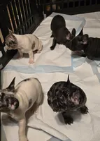 Ham, a female French Bulldog for sale in Boston, MA – Photo 5 of 5