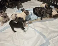 Ham, a female French Bulldog for sale in Boston, MA – Photo 4 of 5