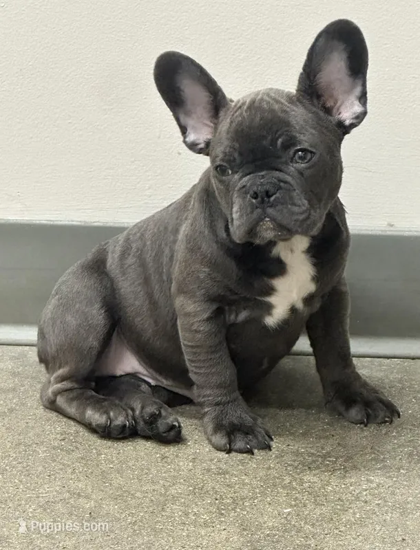 Ham – French Bulldog puppy for sale in Boston, MA
