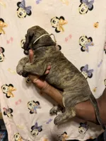 White collar, a female Great Dane for sale in Anderson, SC – 4 of 4