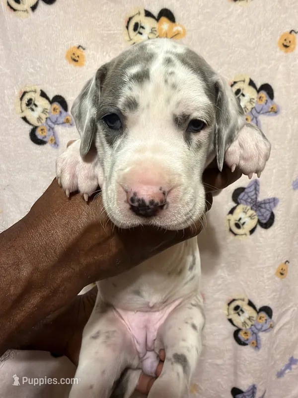 Blue collar – Great Dane puppy for sale in Anderson, SC