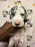 Blue collar, a female Great Dane for sale in Anderson, SC – 1 of 4