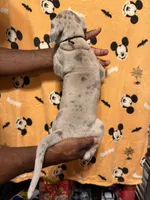 Blk collar, a male Great Dane for sale in Anderson, SC – 4 of 4