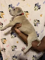 Red collar, a female Great Dane for sale in Anderson, SC – 3 of 4
