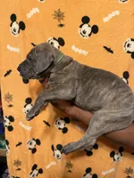 Green collar, a male Great Dane for sale in Anderson, SC – 4 of 5
