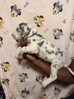 Blue collar, a female Great Dane for sale in Anderson, SC – 2 of 4