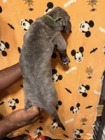 Green collar, a male Great Dane for sale in Anderson, SC – 3 of 5