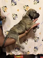 White collar, a female Great Dane for sale in Anderson, SC – 2 of 4