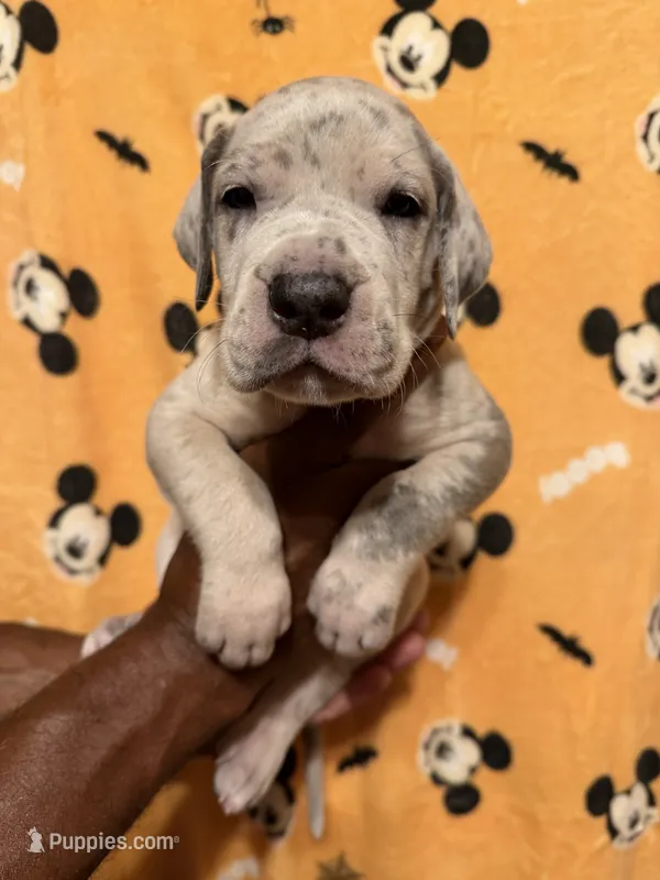 Blk collar – Great Dane puppy for sale in Anderson, SC