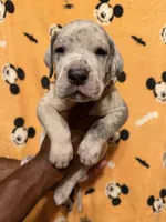 Blk collar, a male Great Dane for sale in Anderson, SC – 1 of 4