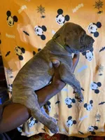 Green collar, a male Great Dane for sale in Anderson, SC – 2 of 5