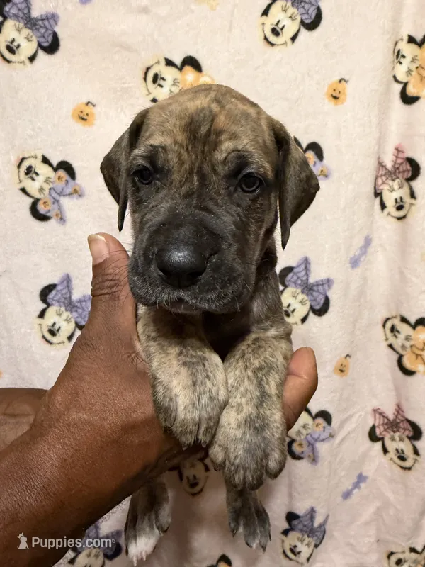 White collar – Great Dane puppy for sale in Anderson, SC