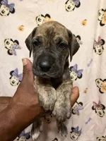 White collar, a female Great Dane for sale in Anderson, SC – 1 of 4