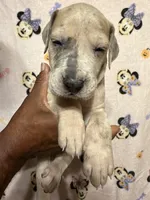 Red collar, a female Great Dane for sale in Anderson, SC – 1 of 4