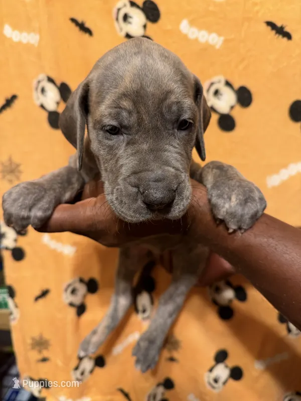 Green collar – Great Dane puppy for sale in Anderson, SC