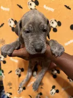 Green collar, a male Great Dane for sale in Anderson, SC – 1 of 5