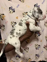Blue collar, a female Great Dane for sale in Anderson, SC – 4 of 4