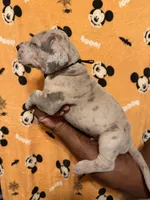 Blk collar, a male Great Dane for sale in Anderson, SC – 3 of 4