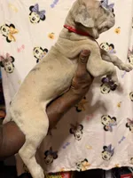 Red collar, a female Great Dane for sale in Anderson, SC – 4 of 4