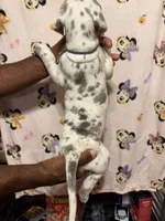 Blue collar, a female Great Dane for sale in Anderson, SC – 3 of 4