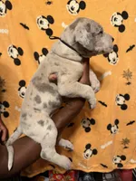 Blk collar, a male Great Dane for sale in Anderson, SC – 2 of 4