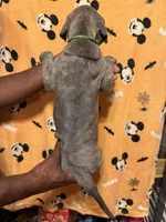 Green collar, a male Great Dane for sale in Anderson, SC – 5 of 5