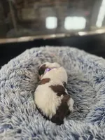 Puppy A - Female, a female Saint Bernard for sale in Logan, OH – 4 of 8