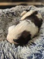 Puppy F - Male, a male Saint Bernard for sale in Logan, OH – 5 of 10