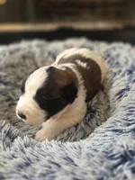Puppy G - Female, a female Saint Bernard for sale in Logan, OH – 10 of 10