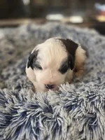 Puppy E - Female, a female Saint Bernard for sale in Logan, OH – 3 of 9