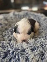 Puppy E - Female, a female Saint Bernard for sale in Logan, OH – 5 of 9