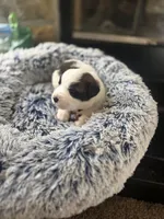 Puppy D - Male, a male Saint Bernard for sale in Logan, OH – 8 of 10