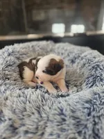 Puppy A - Female, a female Saint Bernard for sale in Logan, OH – 8 of 8