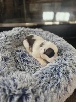 Puppy D - Male, a male Saint Bernard for sale in Logan, OH – 7 of 10